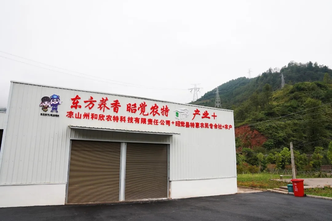 6686体育电气集团联合主理“彝心同力，，，，共赋振兴”购物节运动-6686体育